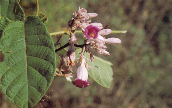 หยั่งสมุทร Amalocalyx microlobus Pierre ex Spire<br/>APOCYNACEAE