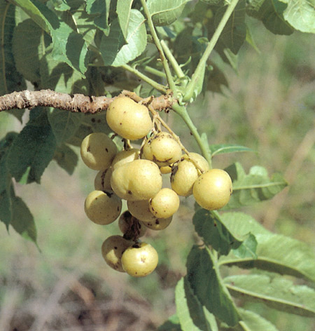 มะแฟน Protium serratum (Wall.) Engl<br/>BURSERACEAE