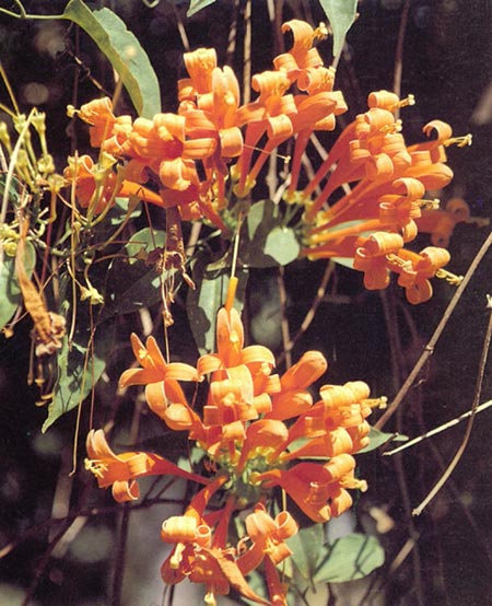 พวงแสด Pyrostegia venusta (Ker-Gawl.) miers<br/>BIGNONIACEAE