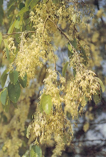 พะยอม Shorea roxburghii G.Don<br/>DIPTEROCARPACEAE