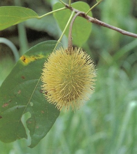 ทุเรียนเงาะ Sloanea sigun (Bl.) K. Schum.<br/>ELAEOCARPACEAE