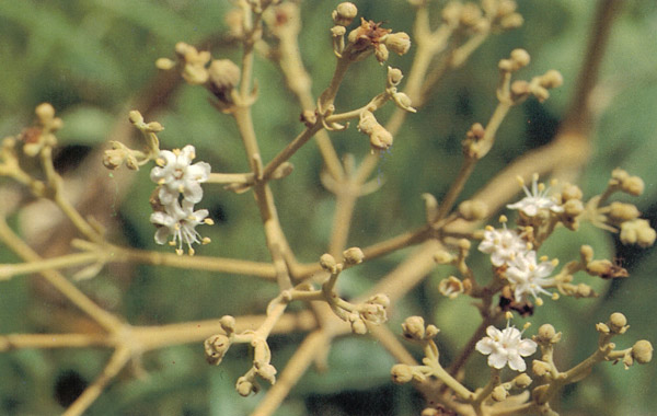 สัก Tectona grandis Linn.f.<br/>LAMIACEAE