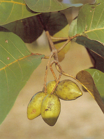 สมอไทย Terminalia chebula Retz.<br/>COMBRETACEAE