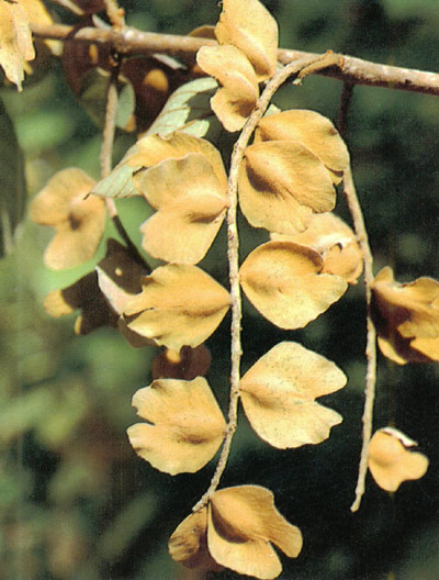 ตะแบกเลือด Terminalia corticosa Pierre ex Laness.<br/>COMBRETACEAE