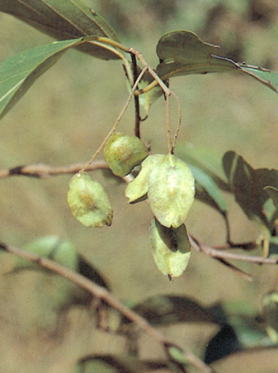 ขี้อ้าย Terminalia nigrovenulosa Pierre ex Laness<br/>COMBRETACEAE