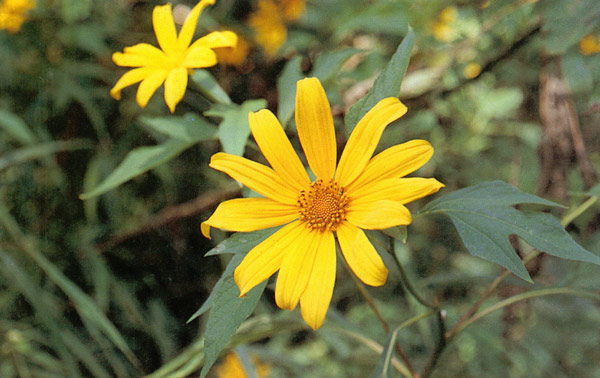 บัวตอง Tithonia diversifolia (Hemsley) A. Gray<br/>ASTERACEAE (COMPOSITAE)