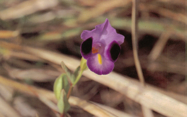 แววมยุรา Torenia fournieri Lindl.<br/>SCROPHULARIACEAE