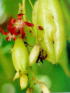 ตะลิงปลิง Averrhoa bilimbi Linn.<br/>AVERRHOACEAE