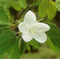 กาหลง Bauhinia acuminata Linn.<br/>CAESALPINIACEAE