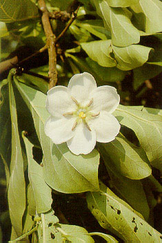 ตะลุมพุก Catunaregam uliginosa (Poir.) Tirveng.<br/>RUBIACEAE