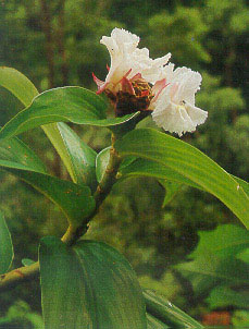 เอื้องหมายนา Costus speciosus Smith<br/>COSTACEAE