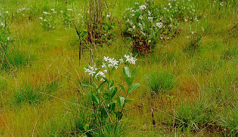 พุดทุ่ง Holarrhena curtisii King & Gamble<br/>APOCYNACEAE