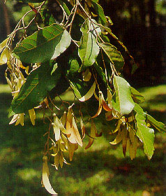 ตะเคียนทอง Hopea odorata Roxb.<br/>DIPTEROCARPACEAE