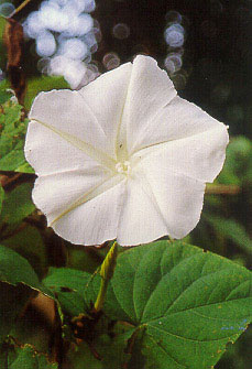 บานดึก Ipomoea alba Linn.<br/>CONVOLVULACEAE