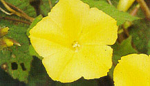 จิงจ้อเหลือง Merremia vitifolia Haller f.<br/>CONVOLVULACEAE