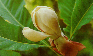 มณฑาดอย Talauma hodgsonii  Hook. F. & Thoms.<br/>MAGNOLIACEAE