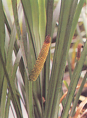 ว่านน้ำ Acorus calamus Linn.<br/>ARACEAE