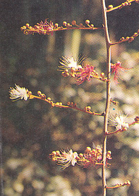 สาลีแก่นใจ Capparis zeylanica Linn.<br/>CAPPARACEAE