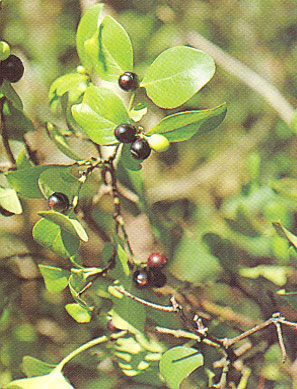 หนามพรม Carissa cochinchinensis Pierre<br/>APOCYNACEAE