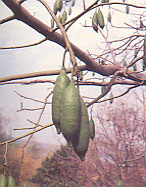 นุ่น Ceiba pentandra Gaertn.<br/>BOMBACACEAE