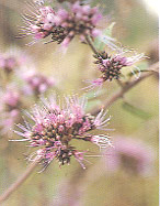 งวงชุ่ม Combretum pilosum Roxb.<br/>COMBRETACEAE