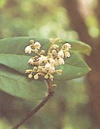 ดาวราย Craibiodendron stellatum W.W. Smith<br/>ERICACEAE