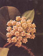 ต้างใหญ่ Hoya pachyclada Kerr<br/>ASCLEPIADACEAE