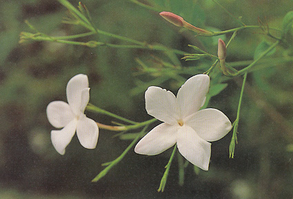 มะลิก้านแดง Jasminum grandiflorum Linn.<br/>OLEACEAE