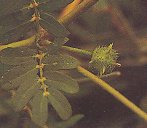 หนามกระสุน Tribulus terrestris Linn.<br/>ZYGOPHYLLACEAE