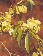 ดู่ช้างย้อย Ulmus lancifolia Roxb.<br/>ULMACEAE