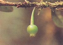 สะเภาลม Agapetes hosseana Diels<br/>ERICACEAE