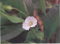 จิงจ้อ Aniseia martinicensis (Jacq.) Choisy<br/>CONVOLVULACEAE