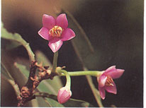 ตีนจ้ำ Ardisia polycephala Wall<br/>MYRSINACEAE