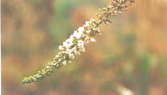 ราชาวดีป่า Buddleja asiatica Lour.<br/>BUDDLEJACEAE