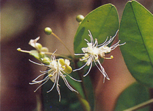 หนามวัวซัง Capparis sepiaria Linn.<br/>CAPPARACEAE