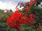 หางนกยูงฝรั่ง Delonix regia (BoJ. ex Hook.) Raf<br/>CAESALPINIACEAE