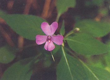 เทียนดอย Impatiens violaeflora Hook.f.<br/>BALSAMINACEAE