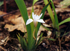 ว่านแม่ยับ Iris collettii Hook. f.<br/>IRIDACEAE