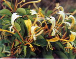 สายน้ำผึ้งหลวง Lonicera hildebrandianaColl.& Hemsl.<br/>CAPRIFOLIACEAE