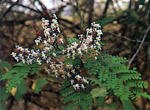 แก้วตาไว Pterolobium macropterum Kurz<br/>CAESALPINIACEAE