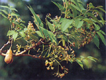 มะกอกโคก Schrebera swietenides Roxb.<br/>OLEACEAE