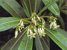 ตีนเป็ดเชียงดาว Alstonia rupestris kerr<br/>APOCYNACEAE