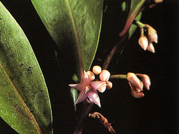 รามใหญ๋ Ardisia elliptica Thunb.<br/>MYRSINACEAE