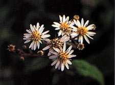 นางจอย Aster ageratoides ssp. Alato-petiolata Kitam.<br/>ASTERACEAE (COMPOSITAE)