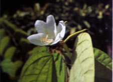 เสี้ยวน้อย Bauhinia hirsuta Weinm<br/>CAESALPINIACEAE