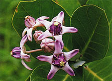 รัก Calotropis gigantea (Linn.)R.Br.<br/>ASCLEPIADACEAE