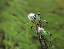 ผักคออ่อน Crassocephalum crepidioides(benth.)S. Moore<br/>ASTERACEAE (COMPOSITAE)