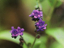 หญ้ามวนฟ้า Cynoglossum lanceolatum Forssk.<br/>BORAGINACEAE