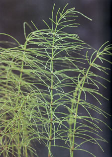 ถอดปล้องน้อย Equisetum diffusum D. Don<br/>EQUISETACEAE