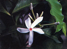 พุงดง Kibatalia arborea(Bl.)G.Don<br/>APOCYNACEAE